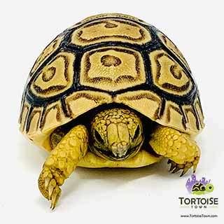 buy tortoise near me cheap.